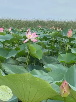 Лотосовые поля экскурсия